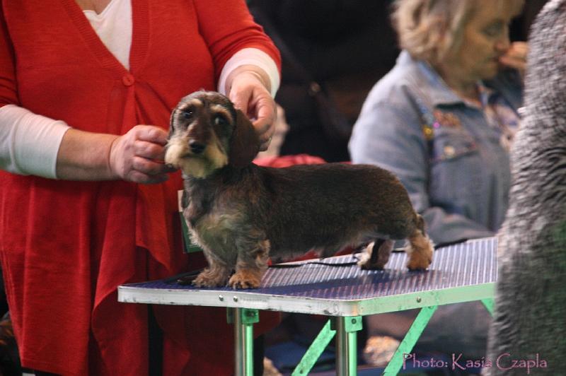 Crufts2011_2 616.jpg